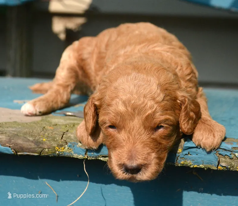 Dana Micr GD F6 – Miniature Goldendoodle puppy for sale in Kendallville, IN