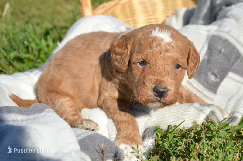 Doug MGD ML2 – Miniature Goldendoodle puppy for sale in Kendallville, IN