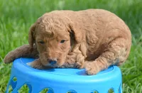 Duncan Micro GD M1, a male Miniature Goldendoodle for sale in Kendallville, IN – 6 of 7