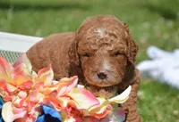 Duce MGD M1, a male Miniature Goldendoodle for sale in Kendallville, IN – 2 of 3