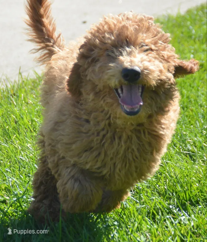 Daisy Micro GD F4 – Miniature Goldendoodle puppy for sale in Kendallville, IN