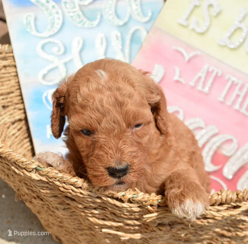 Dora Micro GD F7 – Miniature Goldendoodle puppy for sale in Kendallville, IN