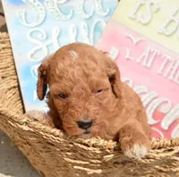 Dora Micro GD F7, a female Miniature Goldendoodle for sale in Kendallville, IN – 4 of 7
