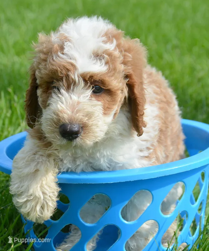 Dodger Micro GD ML 3 – Miniature Goldendoodle puppy for sale in Kendallville, IN