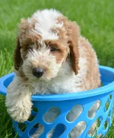 Dodger Micro GD ML 3, a male Miniature Goldendoodle for sale in Kendallville, IN – 2 of 10