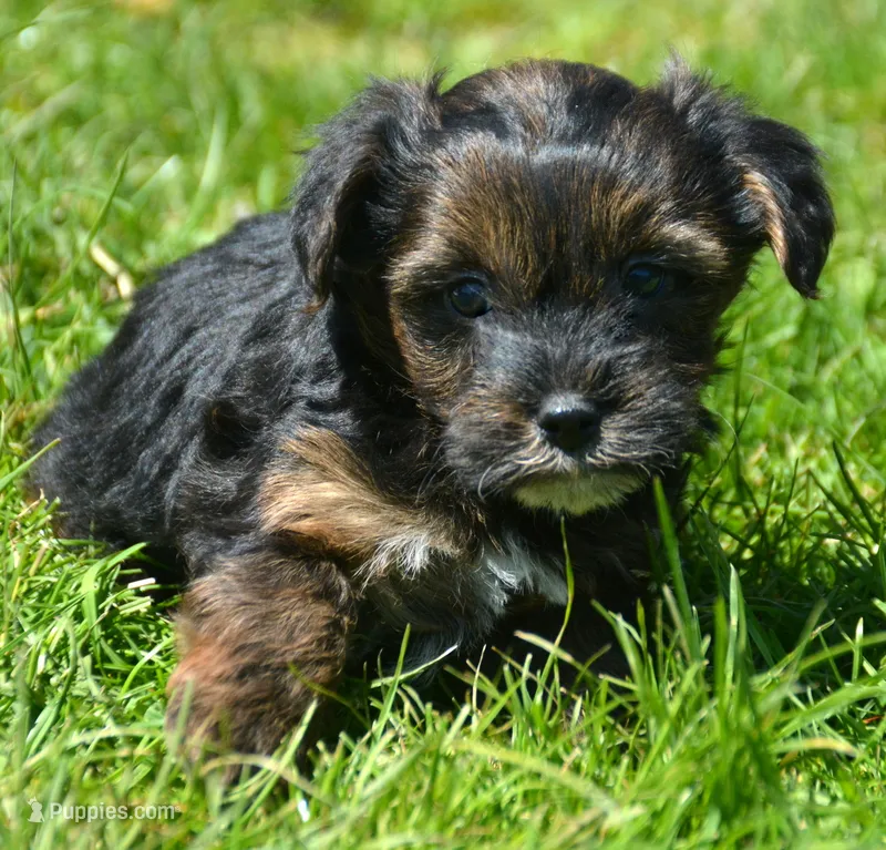 Percy Yorkiepoo M2 – Yorkipoo puppy for sale in Kendallville, IN