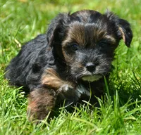 Percy Yorkiepoo M2, a male Yorkipoo for sale in Kendallville, IN – 2 of 6
