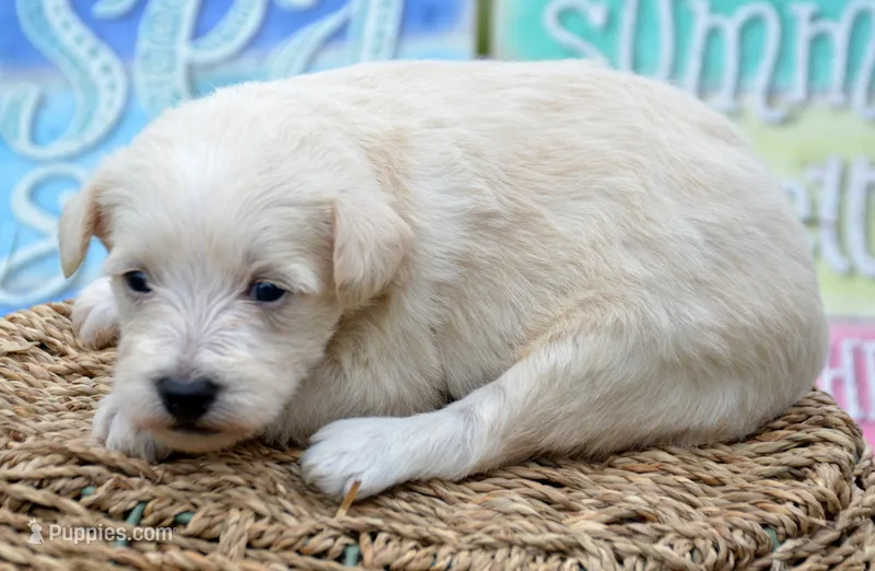 Sally Mini Schnoodle F3 – Schnoodle puppy for sale in Kendallville, IN