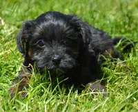Pepper Yorkiepoo M3, a male Yorkipoo for sale in Kendallville, IN – 2 of 6