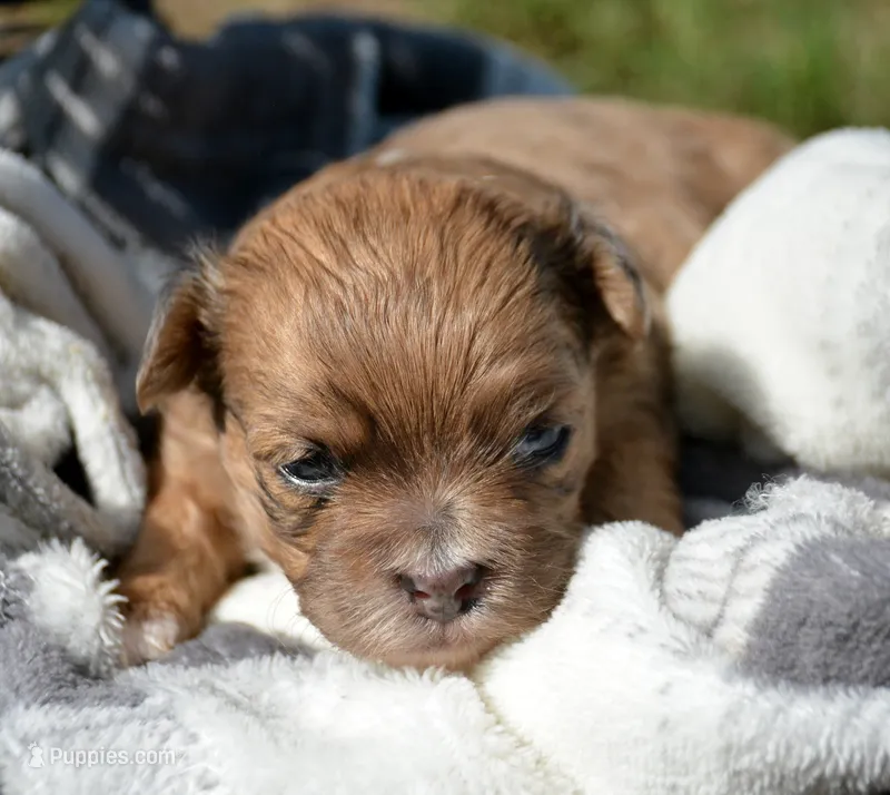 Sheila Shihpoo F2 – Shihpoo puppy for sale in Kendallville, IN