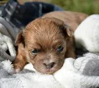 Sheila Shihpoo F2, a male Shihpoo for sale in Kendallville, IN – 1 of 1