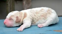 Doug MGD ML 4, a male Miniature Goldendoodle for sale in Kendallville, IN – 2 of 2