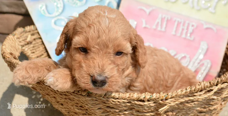 Daisy Micro GD F4 – Miniature Goldendoodle puppy for sale in Kendallville, IN