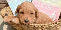 Daisy Micro GD F4, a female Miniature Goldendoodle for sale in Kendallville, IN – 4 of 7