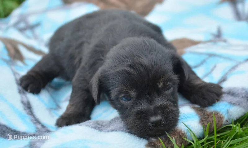 Penny Yorkiepoo F4 – Yorkipoo puppy for sale in Kendallville, IN