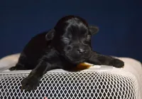 Penny Yorkiepoo F4, a female Yorkipoo for sale in Kendallville, IN – Photo 2 of 2