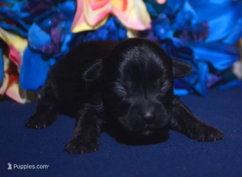 Penny Yorkiepoo F4 – Yorkipoo puppy for sale in Kendallville, IN