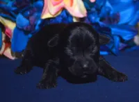 Penny Yorkiepoo F4, a female Yorkipoo for sale in Kendallville, IN – Photo 1 of 2