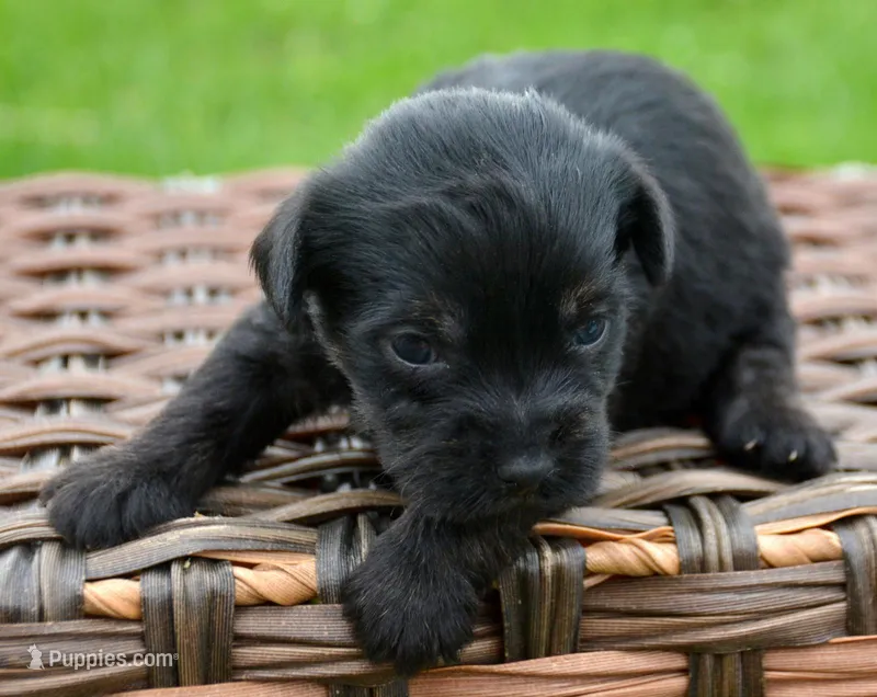 Penny Yorkiepoo F4 – Yorkipoo puppy for sale in Kendallville, IN