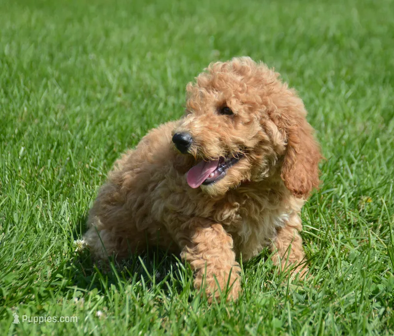 Dotty Micro GD F2 – Miniature Goldendoodle puppy for sale in Kendallville, IN