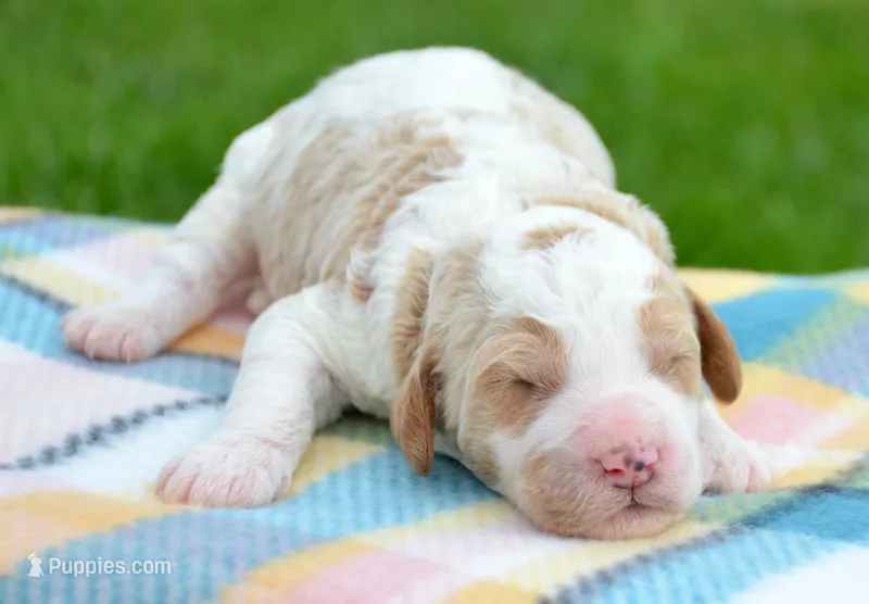 Doug MGD ML 4 – Miniature Goldendoodle puppy for sale in Kendallville, IN