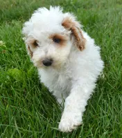Denny Micro GD ML2, a male Miniature Goldendoodle for sale in Kendallville, IN – 1 of 8