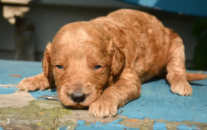Dotty Micro GD F2 – Miniature Goldendoodle puppy for sale in Kendallville, IN