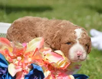 Dusty MGD M2, a male Miniature Goldendoodle for sale in Kendallville, IN – 3 of 3
