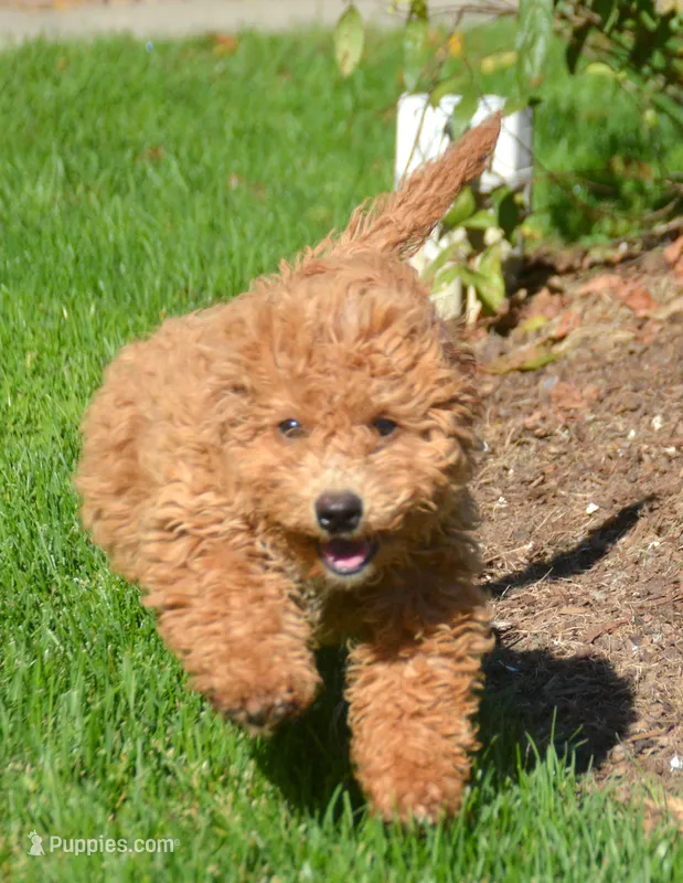Daisy Micro GD F4 – Miniature Goldendoodle puppy for sale in Kendallville, IN