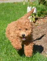 Daisy Micro GD F4, a female Miniature Goldendoodle for sale in Kendallville, IN – 1 of 9