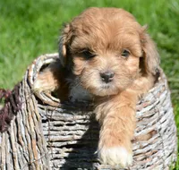 Sheila Shihpoo F2, a male Shihpoo for sale in Kendallville, IN – 2 of 5