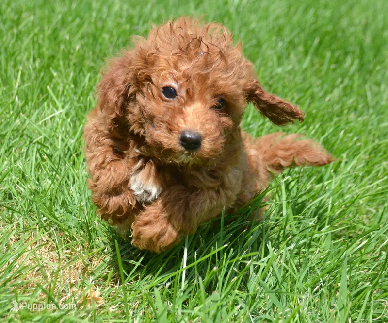Dana Micr GD F6 – Miniature Goldendoodle puppy for sale in Kendallville, IN
