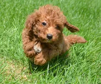Dana Micr GD F6, a female Miniature Goldendoodle for sale in Kendallville, IN – 1 of 7