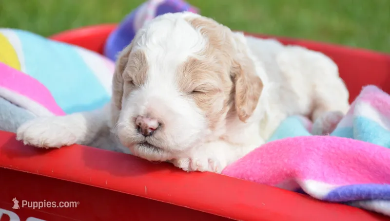 Danny Micro GD M2 – Miniature Goldendoodle puppy for sale in Kendallville, IN