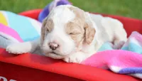Danny Micro GD M2, a male Miniature Goldendoodle for sale in Kendallville, IN – 1 of 4