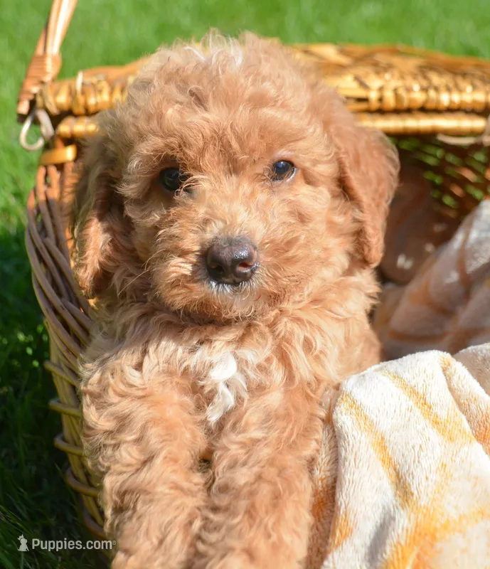 Daisy Micro GD F4 – Miniature Goldendoodle puppy for sale in Kendallville, IN