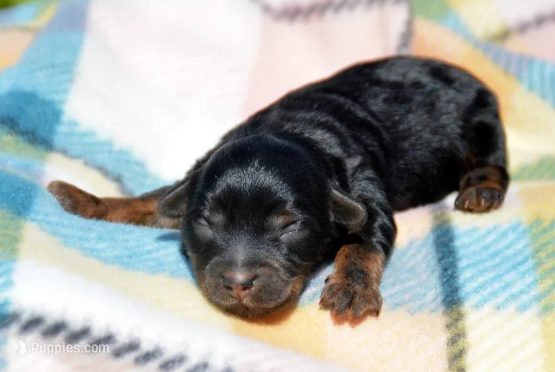Paisley Yorkiepoo FM1 – Yorkipoo puppy for sale in Kendallville, IN