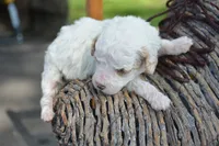 Denny Micro GD ML2, a male Miniature Goldendoodle for sale in Kendallville, IN – 2 of 2