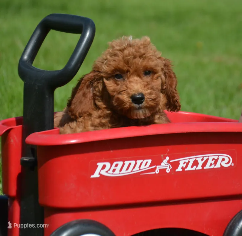 Dora Micro GD F7 – Miniature Goldendoodle puppy for sale in Kendallville, IN
