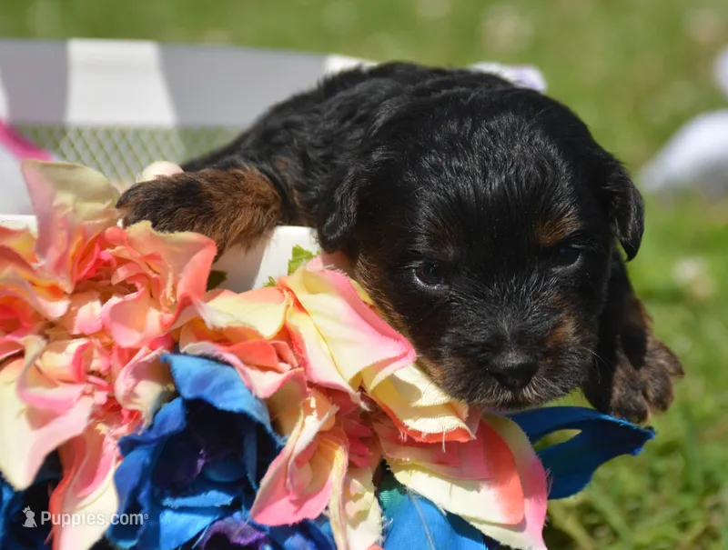 Paisley Yorkiepoo FM1 – Yorkipoo puppy for sale in Kendallville, IN