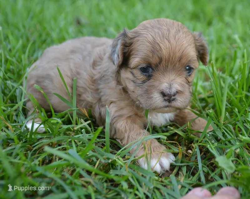Sheila Shihpoo F2 – Shihpoo puppy for sale in Kendallville, IN