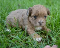 Sheila Shihpoo F2, a male Shihpoo for sale in Kendallville, IN – 3 of 5