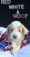 Danny Micro GD M 2, a male Miniature Goldendoodle for sale in Kendallville, IN – 2 of 2