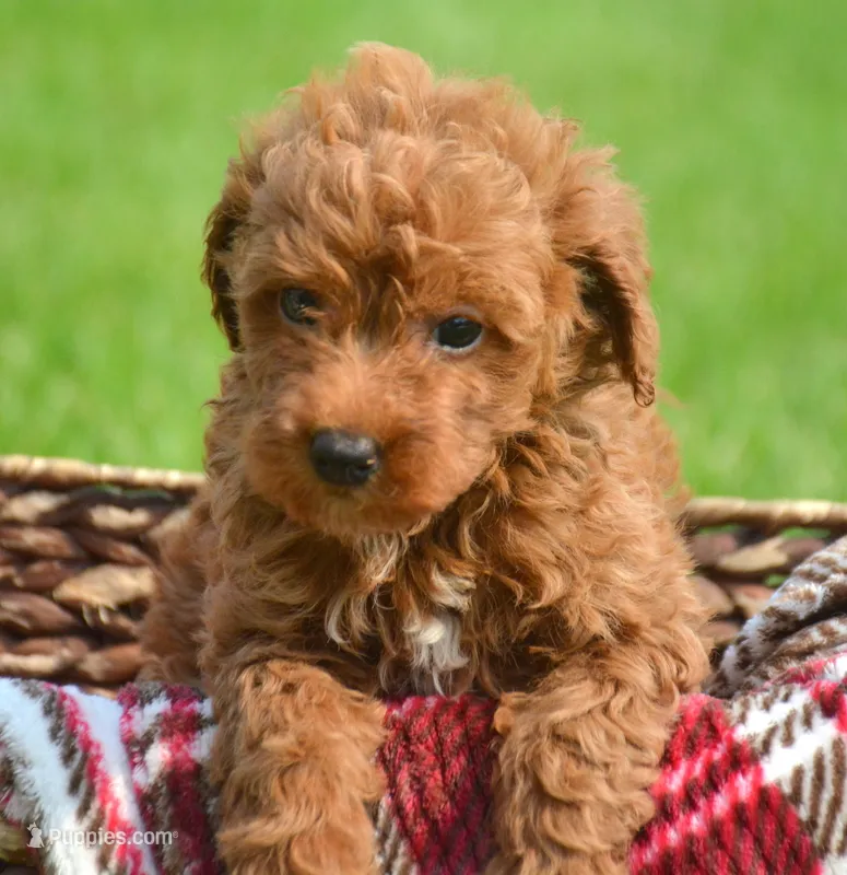 Dana Micr GD F6 – Miniature Goldendoodle puppy for sale in Kendallville, IN