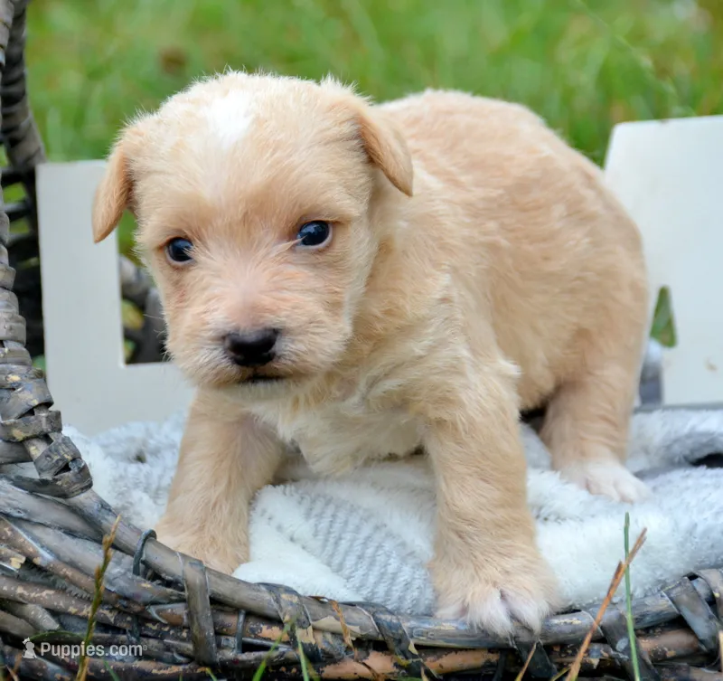 Sam Mini Schnoodle M2 – Schnoodle puppy for sale in Kendallville, IN