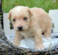 Sam Mini Schnoodle M2, a male Schnoodle for sale in Kendallville, IN – 5 of 7