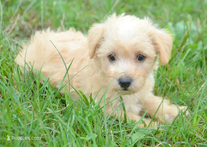 Sam Mini Schnoodle M2 – Schnoodle puppy for sale in Kendallville, IN