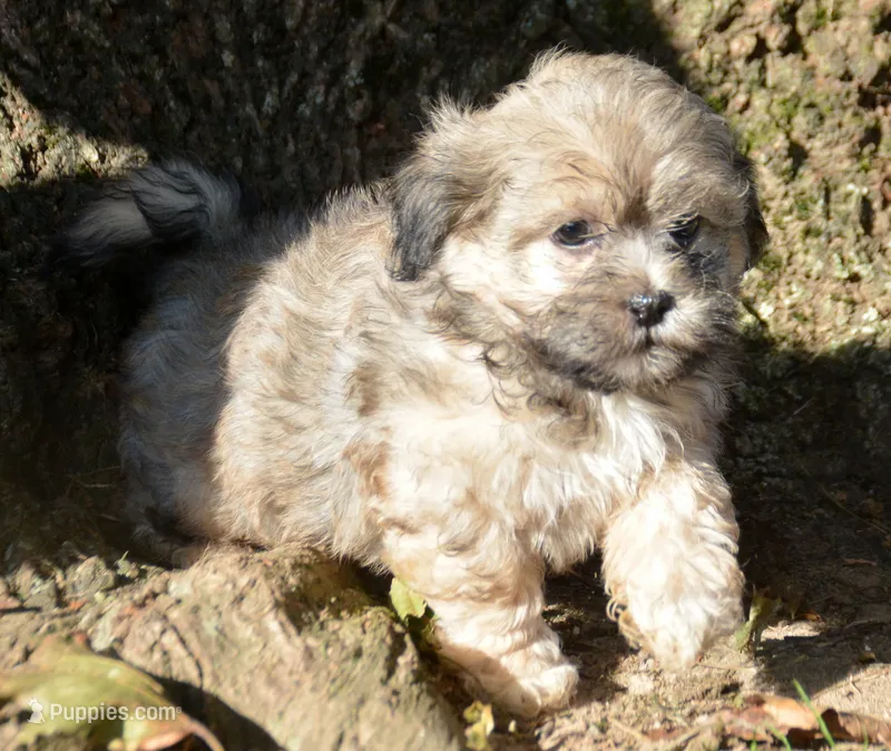 Sam Shihpoo ML 1 – Shihpoo puppy for sale in Kendallville, IN
