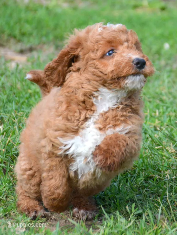 Dina fml micro GD – Miniature Goldendoodle puppy for sale in Kendallville, IN