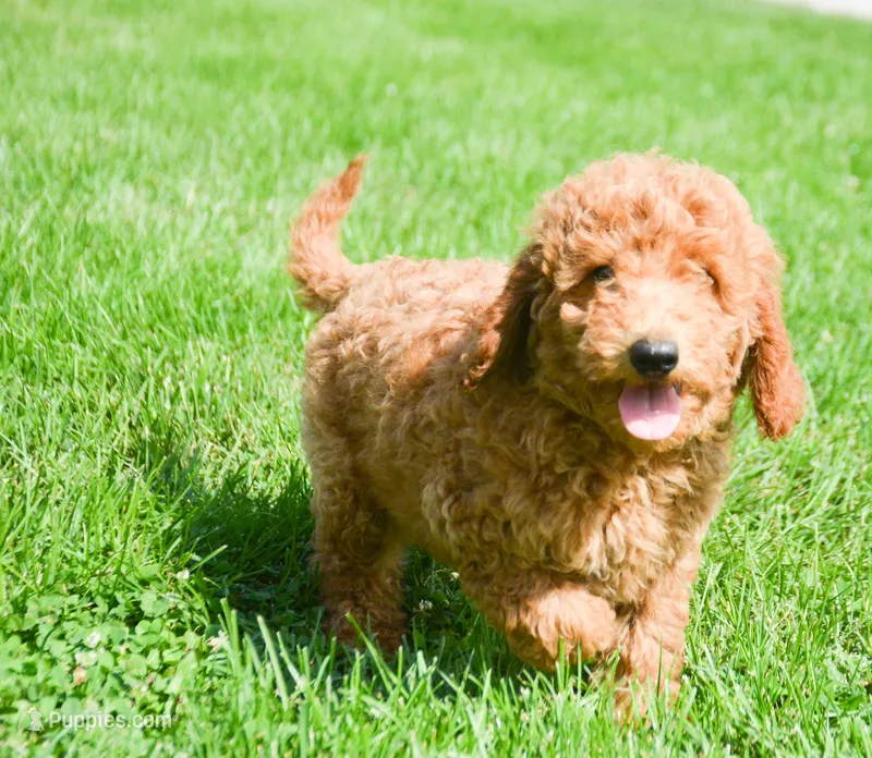 Dani Micro GD F5 – Miniature Goldendoodle puppy for sale in Kendallville, IN